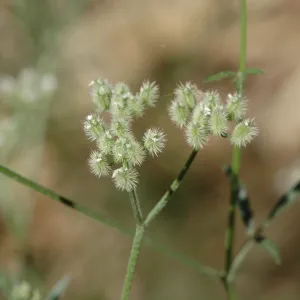 Daucus pusillus
