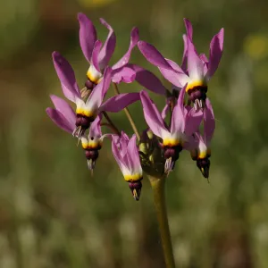 Dodecatheon clevelandii
