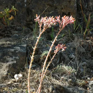 Dudleya lanceolata