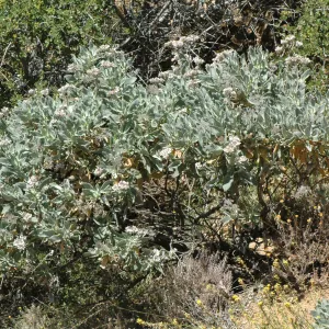 Eriodictyon traskiae