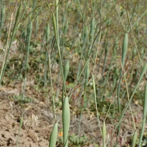 Eriogonum clavatum