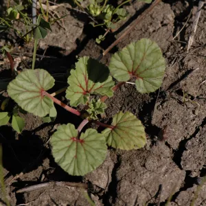 Erodium macrophyllum