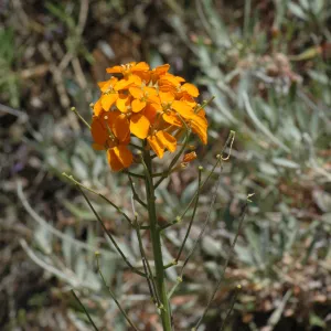 Erysimum capitatum