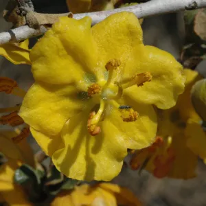 Fremontodendron californicum