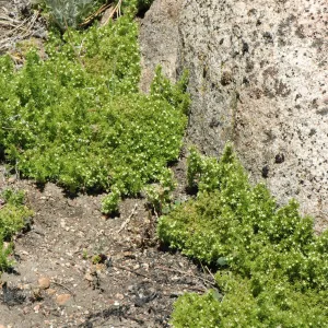 Galium andrewsii ssp. andrewsii