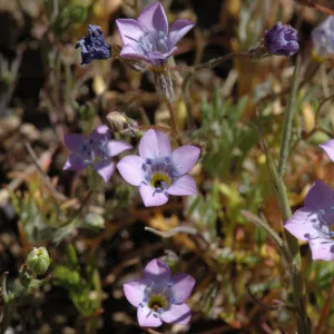 Gilia ochroleuca subsp. bizonata