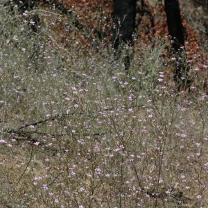 Gilia splendens subsp. grantii