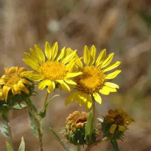 Grindelia camporum