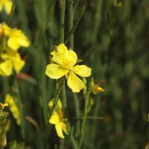 Helianthemum scoparium