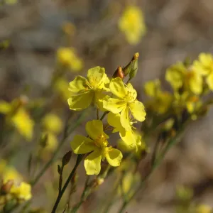 Helianthemum scoparium