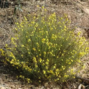 Helianthemum scoparium