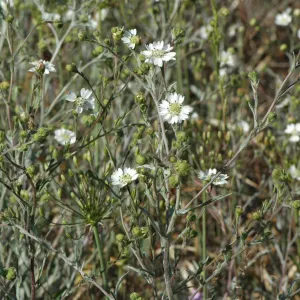 Hemizonia congesta subsp. luzuilfolia