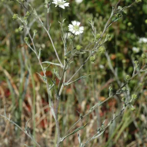 Hemizonia congesta subsp. luzuilfolia