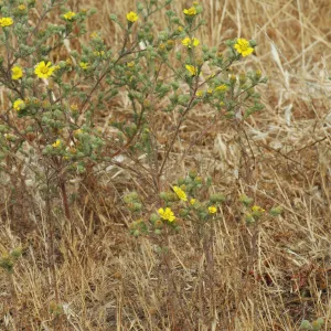 Hemizonia increscens subsp. increscens