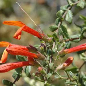 Keckiella breviflora