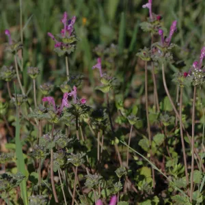 Lamium amplexicaule