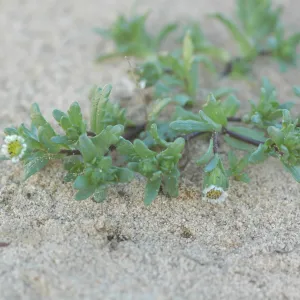 Layia carnosa