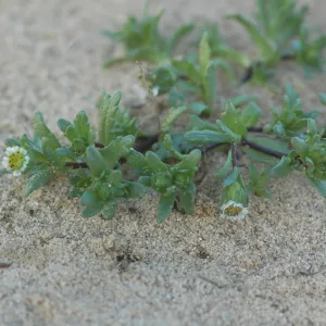 Layia carnosa