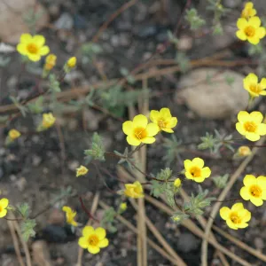 Leptosiphon aureus
