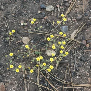 Leptosiphon aureus