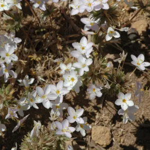Linanthus parviflorus