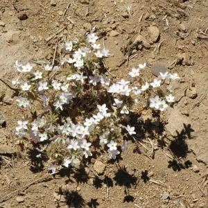 Linanthus parviflorus