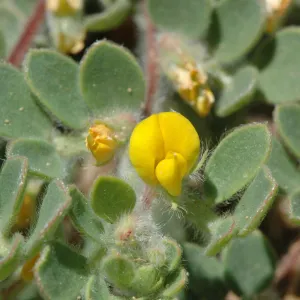 Lotus humistratus