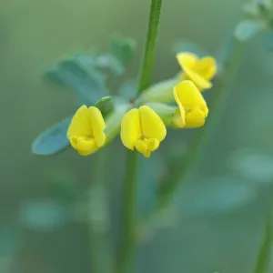 Lotus scoparius