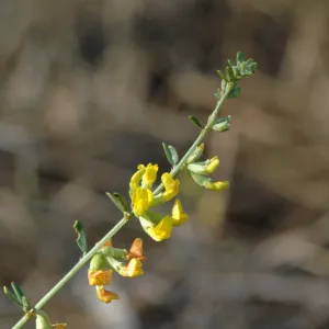 Lotus scoparius