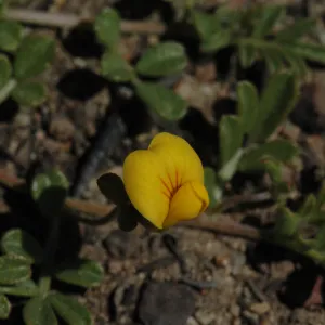 Lotus strigosus