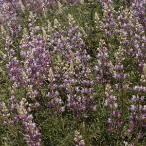 Lupinus albifrons