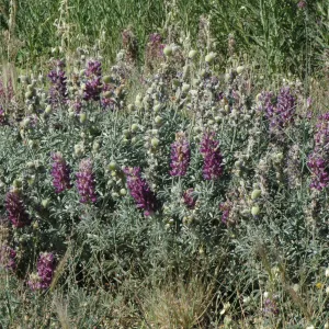 Lupinus formosus
