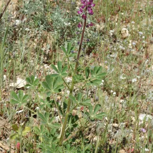 Lupinus hirsutissimus