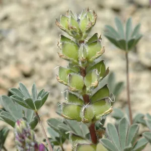 Lupinus microcarpus var. microcarpus