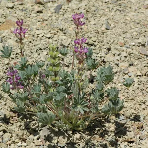 Lupinus microcarpus var. microcarpus