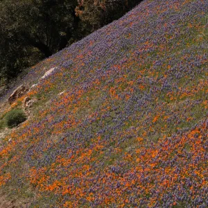 Lupinus nanus