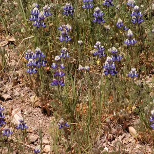 Lupinus nanus