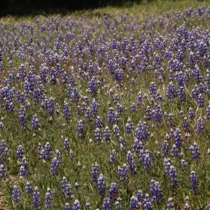 Lupinus nanus