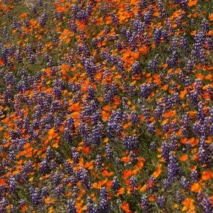 Lupinus nanus