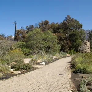 Santa Barbara Botanic Garden after the Jesusita Fire