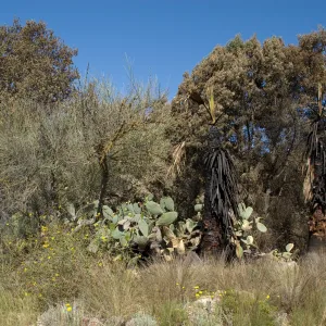 Desert Section, Santa Barbara Botanic Garden after the Jesusita Fire