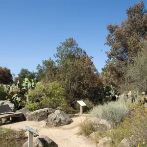 Desert Section, Santa Barbara Botanic Garden after the Jesusita Fire
