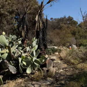 Desert Section, Santa Barbara Botanic Garden after the Jesusita Fire
