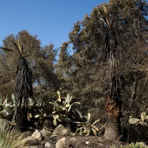 Desert Section, Santa Barbara Botanic Garden after the Jesusita Fire