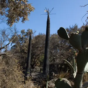 Desert Section, Santa Barbara Botanic Garden after the Jesusita Fire, burned palm trees