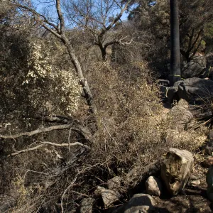 Desert Section, Santa Barbara Botanic Garden after the Jesusita Fire