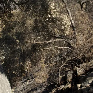 Santa Barbara Botanic Garden after the Jesusita Fire