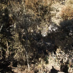 Santa Barbara Botanic Garden after the Jesusita Fire