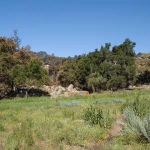 Santa Barbara Botanic Garden after the Jesusita Fire