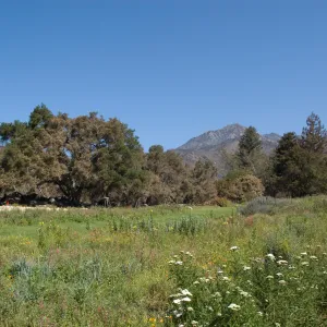 The Meadow, Santa Barbara Botanic Garden after the Jesusita Fire